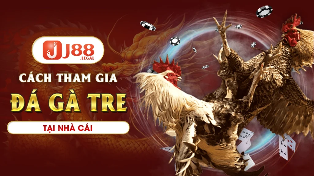 Cách tham gia đá gà tre tại nhà cái