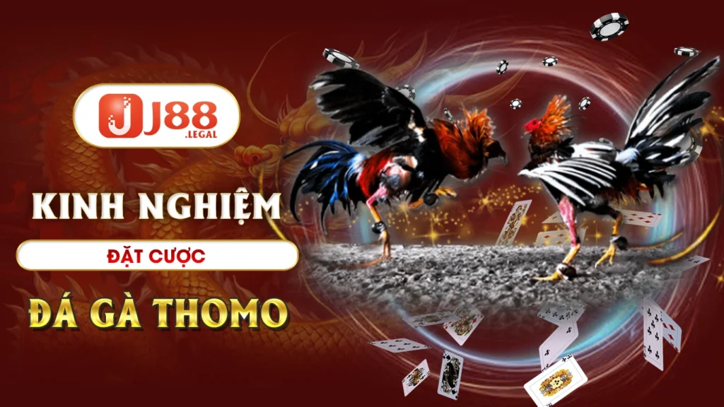 Kinh nghiệm đặt cược đá gà thomo hiệu quả